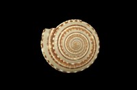 藏品(車輪螺)的圖片